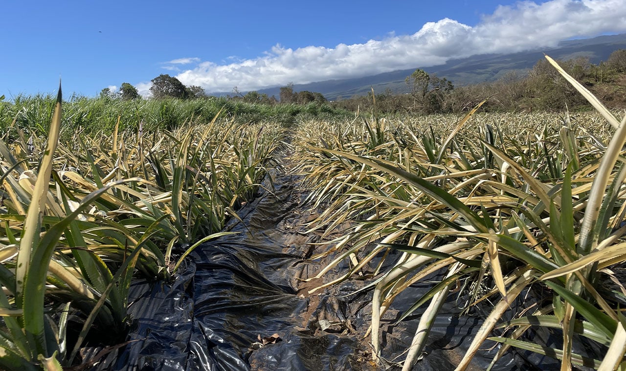 À La Réunion, un collectif veut supprimer le classement APf