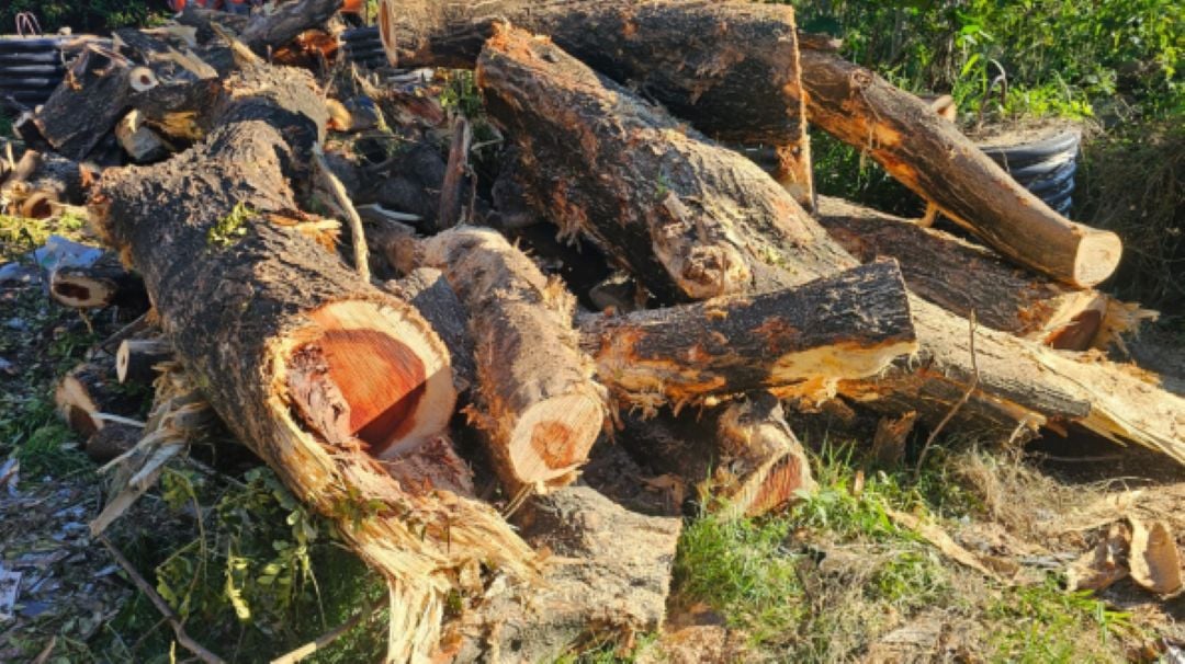 L'Albizia saman des Trois-Ravines abattu, son bois transformé en totem