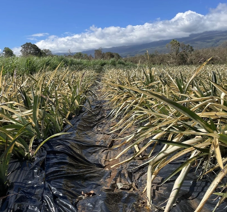 À La Réunion, un collectif veut supprimer le classement APf