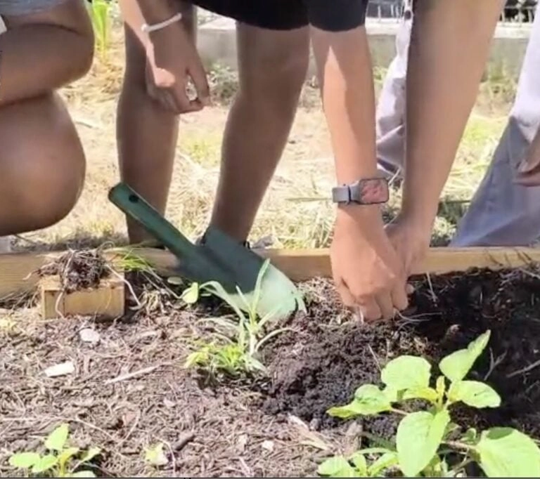 Rézo Jardins Collectifs Péï fédère l'agriculture urbaine à La Réunion