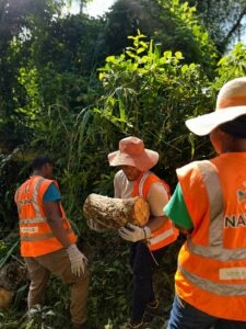 À Mayotte, Nayma restaure les forêts avec des salariés en insertion
