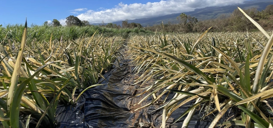 À La Réunion, un collectif veut supprimer le classement APf