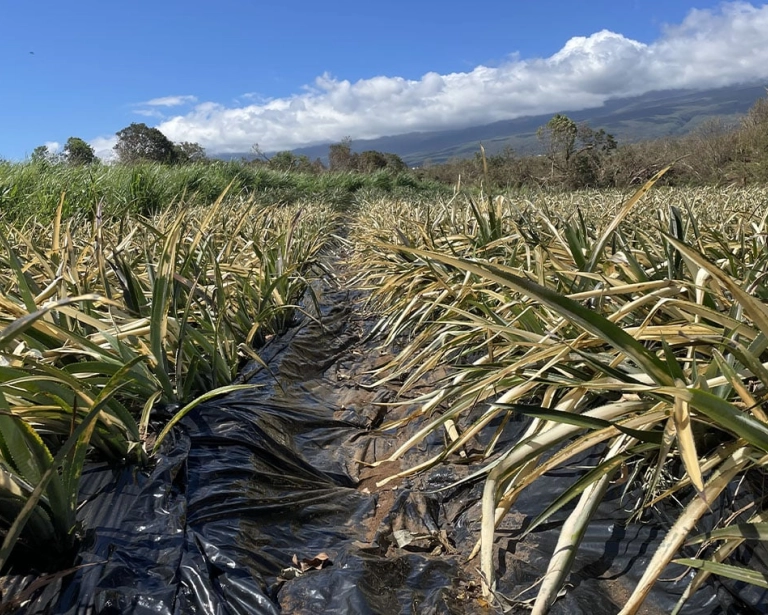 À La Réunion, un collectif veut supprimer le classement APf