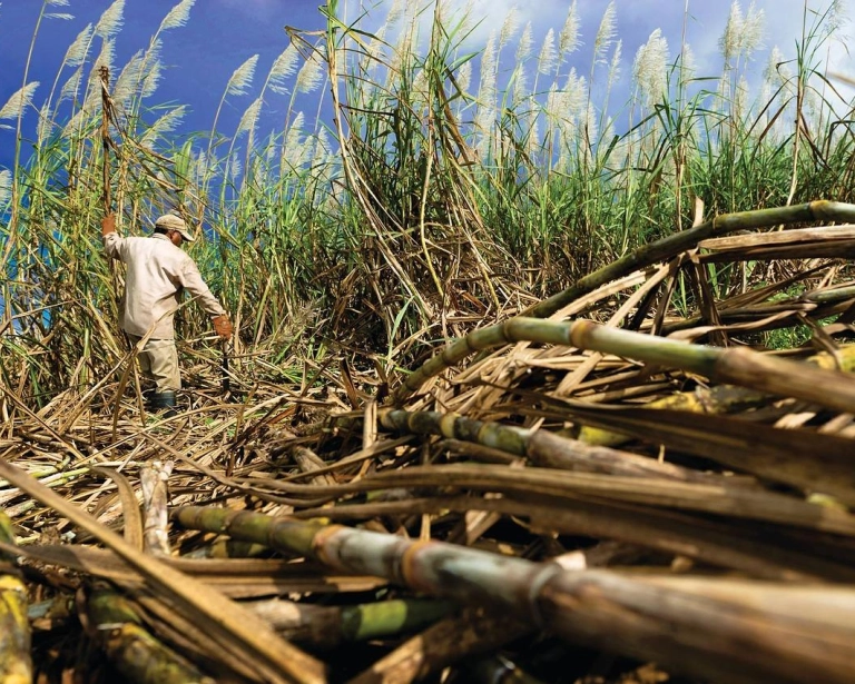 Campagne sucrière 2026 à La Réunion : 1,3 million de tonnes visés