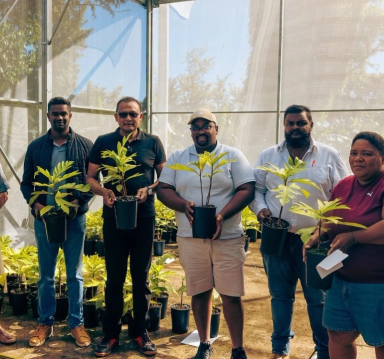 À La Réunion, 800 plants de fruit à pain distribués à Bras-Panon